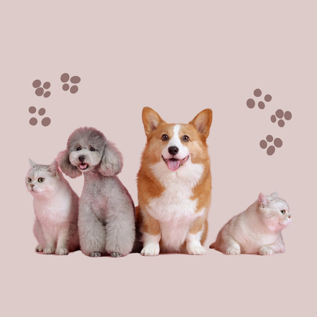 Pet Essentials